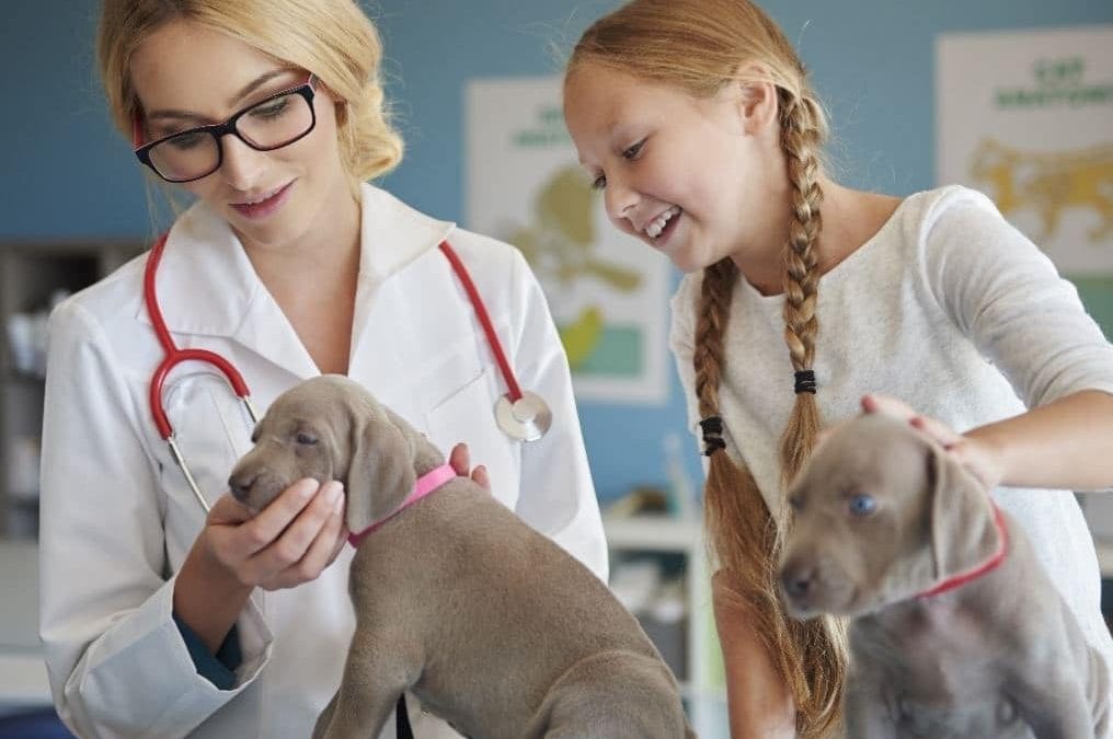 DNA Testing for Dogs