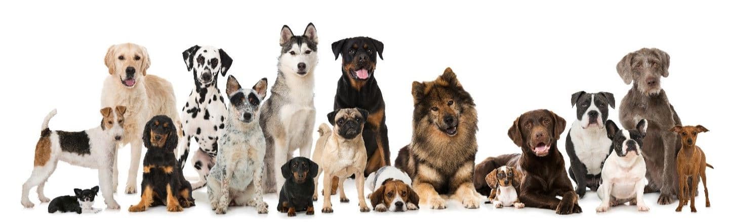 DNA line Many dogs in line