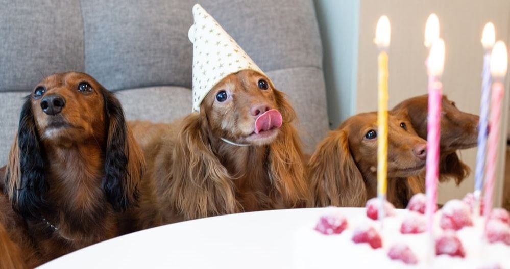 Dogs and cake Dogs celebrate their birthday