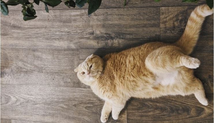 Obese cat Obese cat lying on the floor
