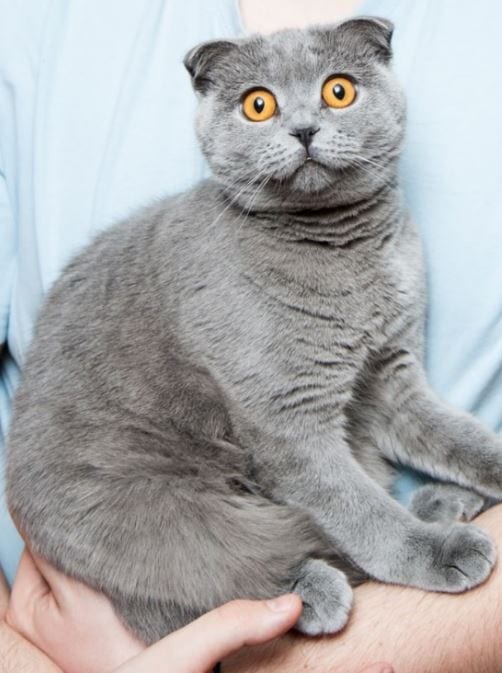 Obese kitty Yellow-eyed obese kitty sitting hands