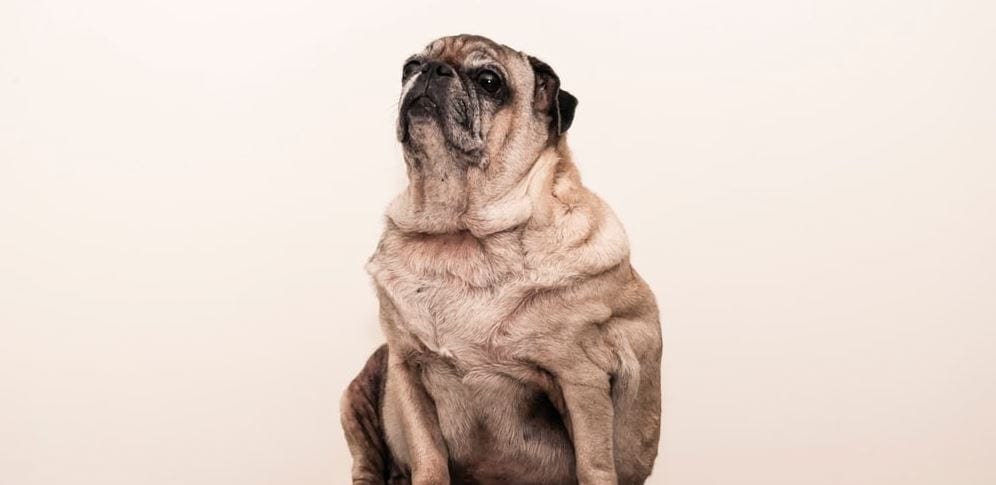 Old obese dog Old obese dog looking up