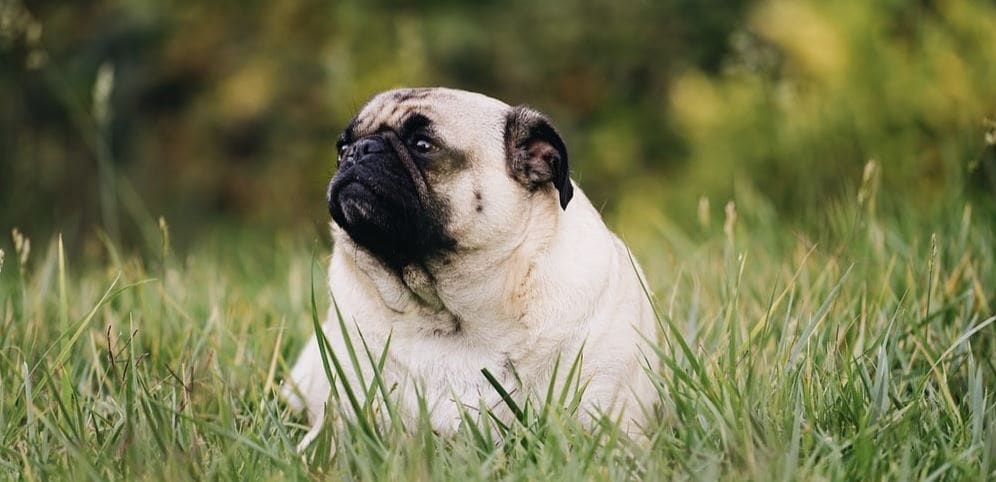 Pug at park Pug at grass park