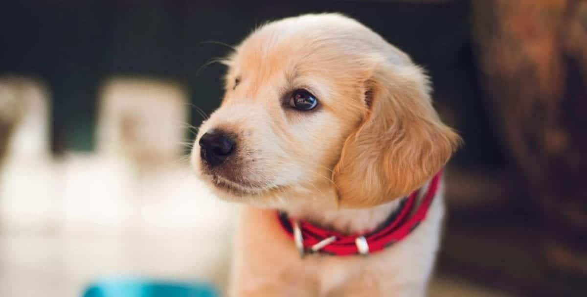 Puppy closeup Lab puppy looks away