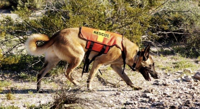 Search dog on site Search and rescue dog sniffing ground