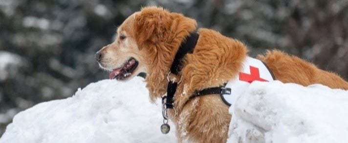 Search dog Search dog in mission in the snow