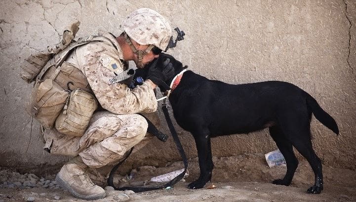 Soldier hug Soldier kisses a military dog