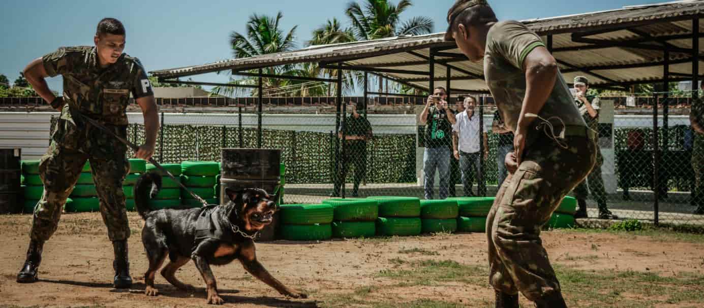 Soldiers and dog Soldiers and dog in training
