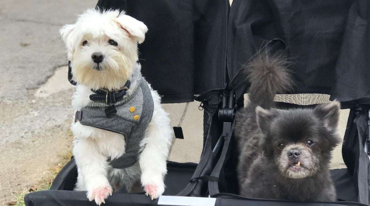 Stroller dogs Dogs sit down on stroller