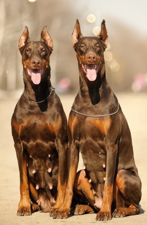 Twin dogs Twin dogs sitting down