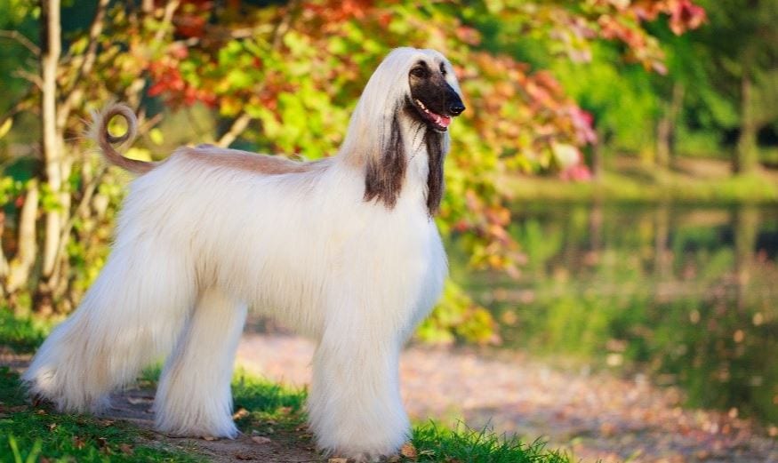 Most Expensive Dog Breeds in the World Prudent Pet Insurance