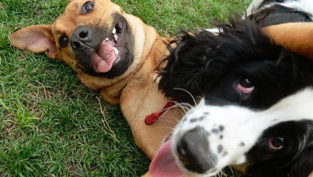 Aggressive behavior Aggressive dog behavior at dog park