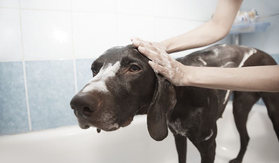 Bathe dog Dog taking bath