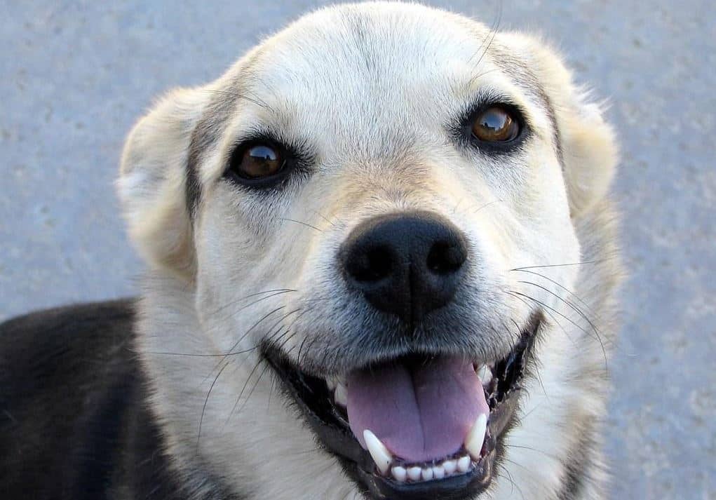 Brush teeth Dog waiting for tooth brush
