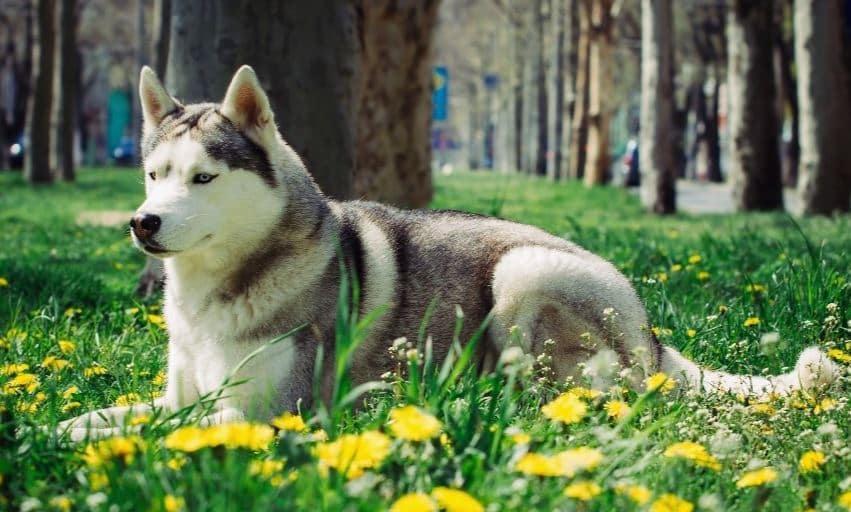 Canadian Eskimo 7th most expensive dog breed: Canadian Eskimo