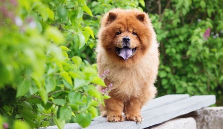Chow Chow 3rd most expensive dog breed: Chow Chow