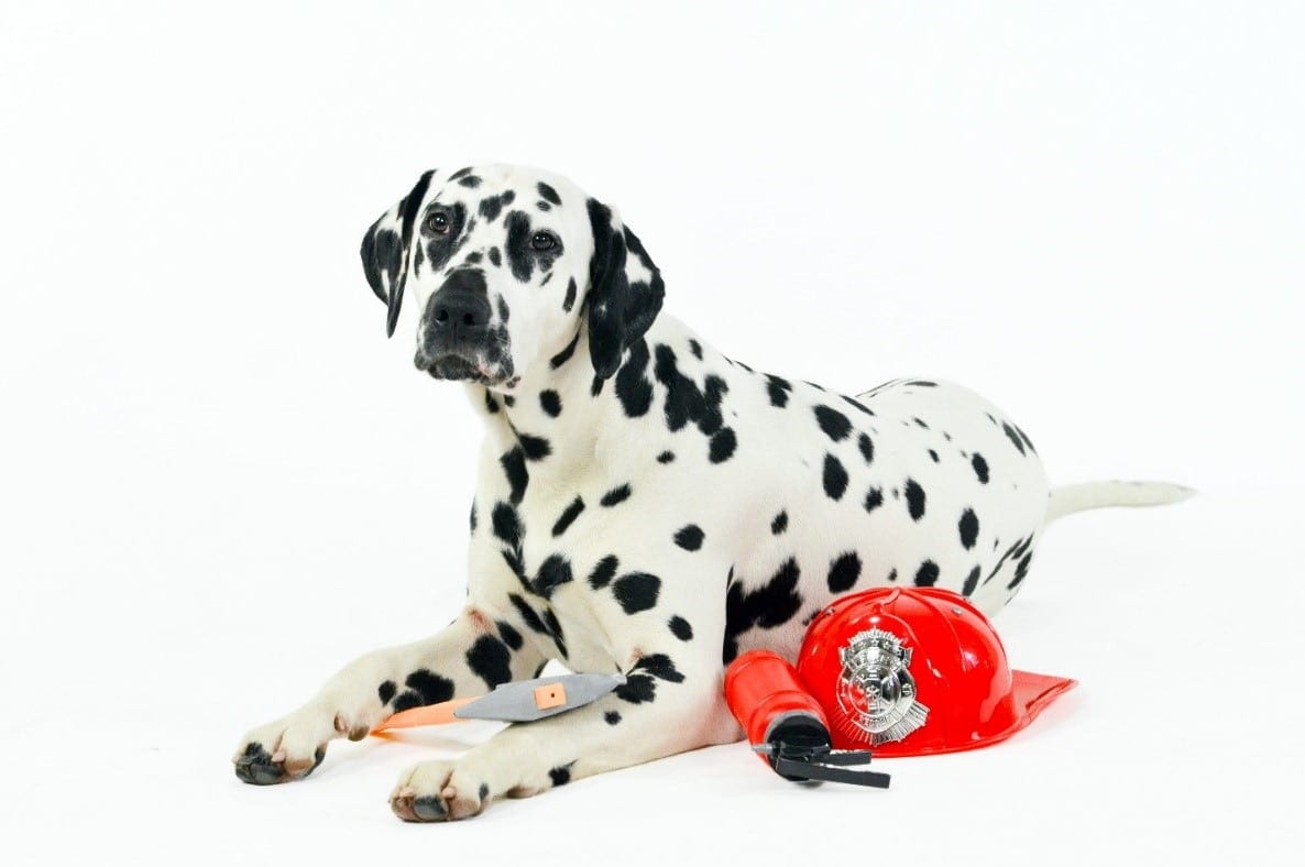 Dalmatian fireman Dalmatian fireman dog with fireman costume