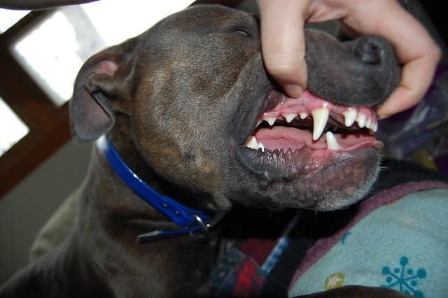 Dental issues Checking dog's dental condition