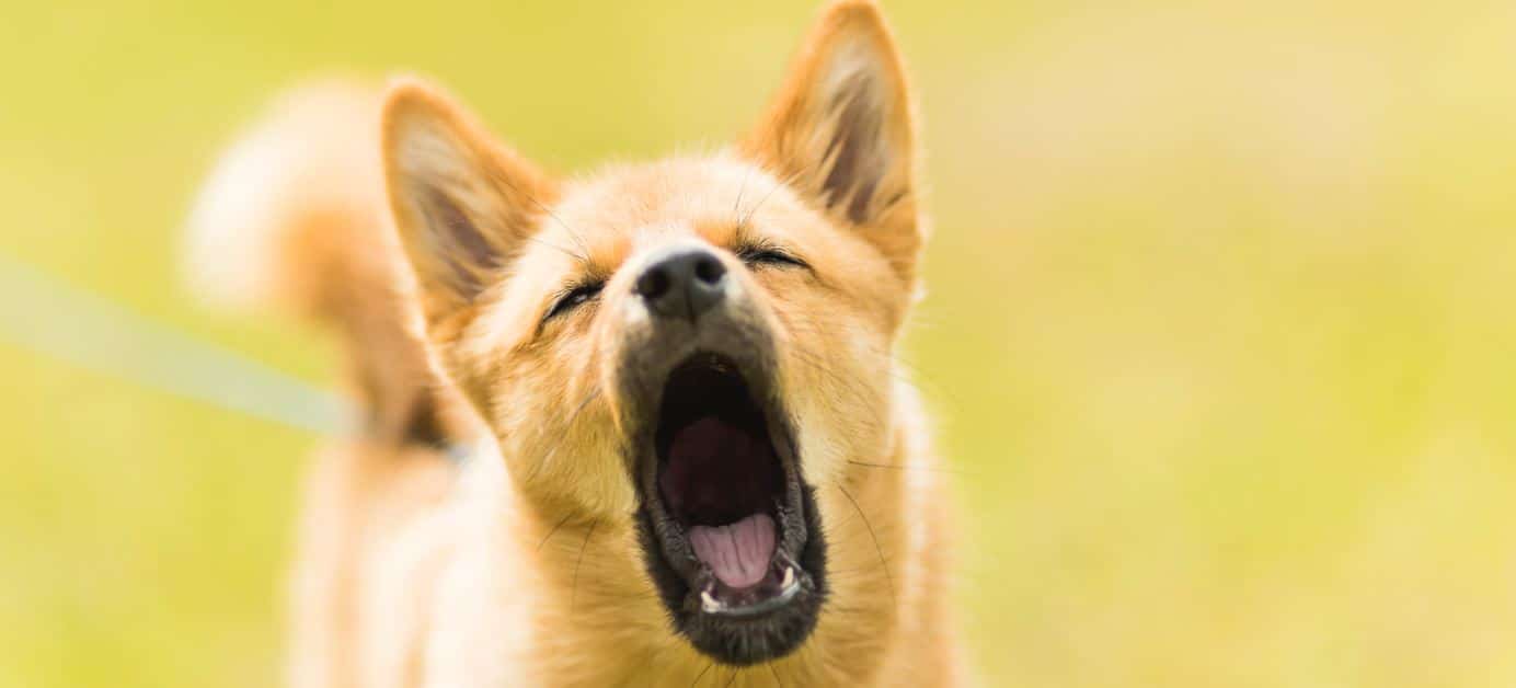 Dog barking Dog opens his mouth barks loudly