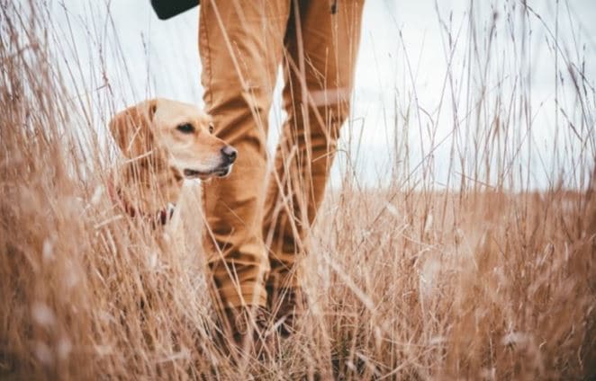 Dog bush Dog and man walk through bush
