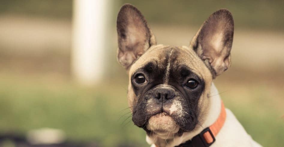 Dog collar Keep dog collar at dog park
