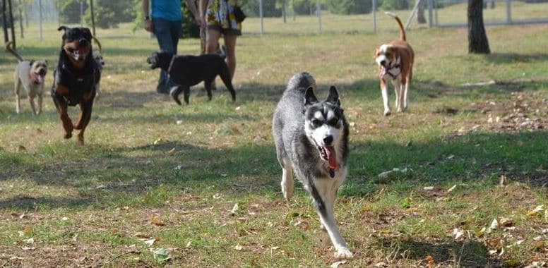 Dog park Dogs running around in dog park