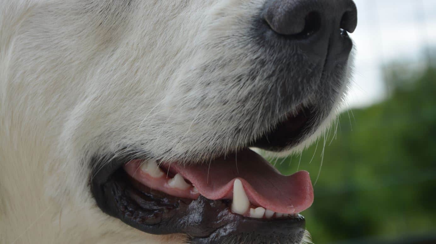 Dog teeth Dog's healthy teeth