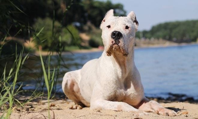 Dogo Argentino 8th most expensive dog breed: Dogo Argentino