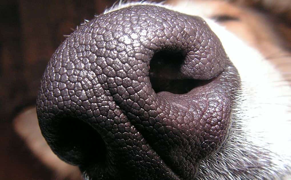 Dry nose Dog's nose close up