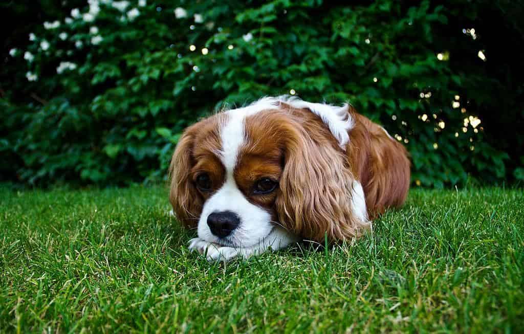 Eat glass Small dog sits on grass