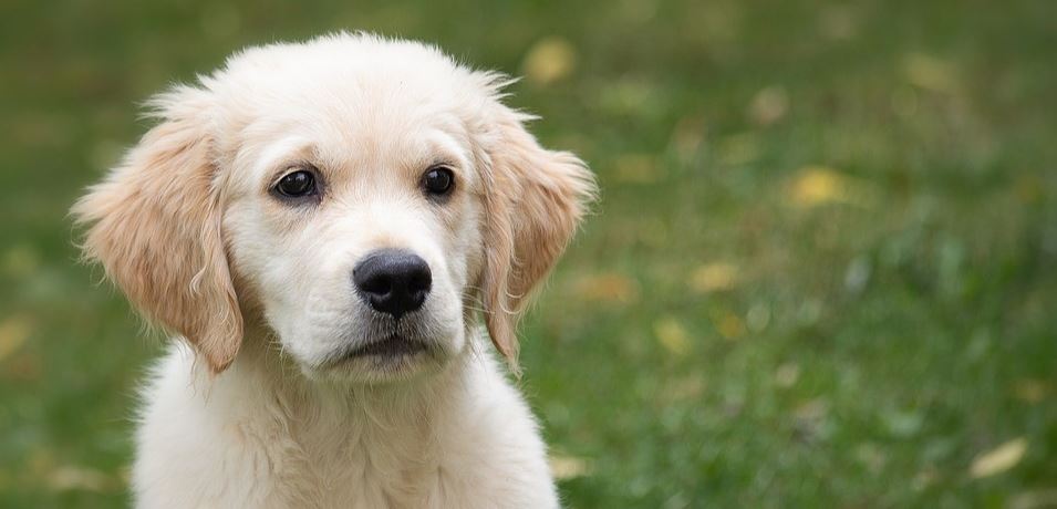 Dog poop White dog looks spacing