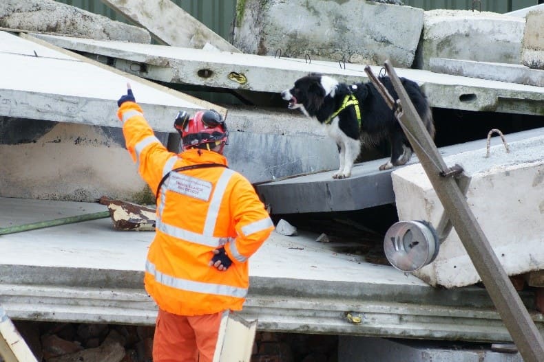 Firedog onsite Fireman dog mission onsite