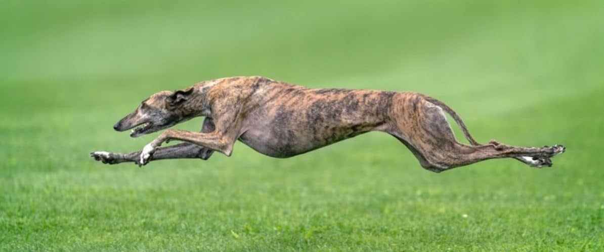 Greyhounds run Greyhounds running on glass land