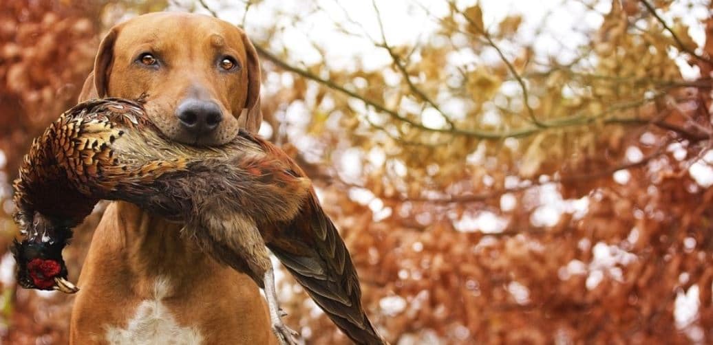 Dog hunts bird Hunting dog hunts a bird
