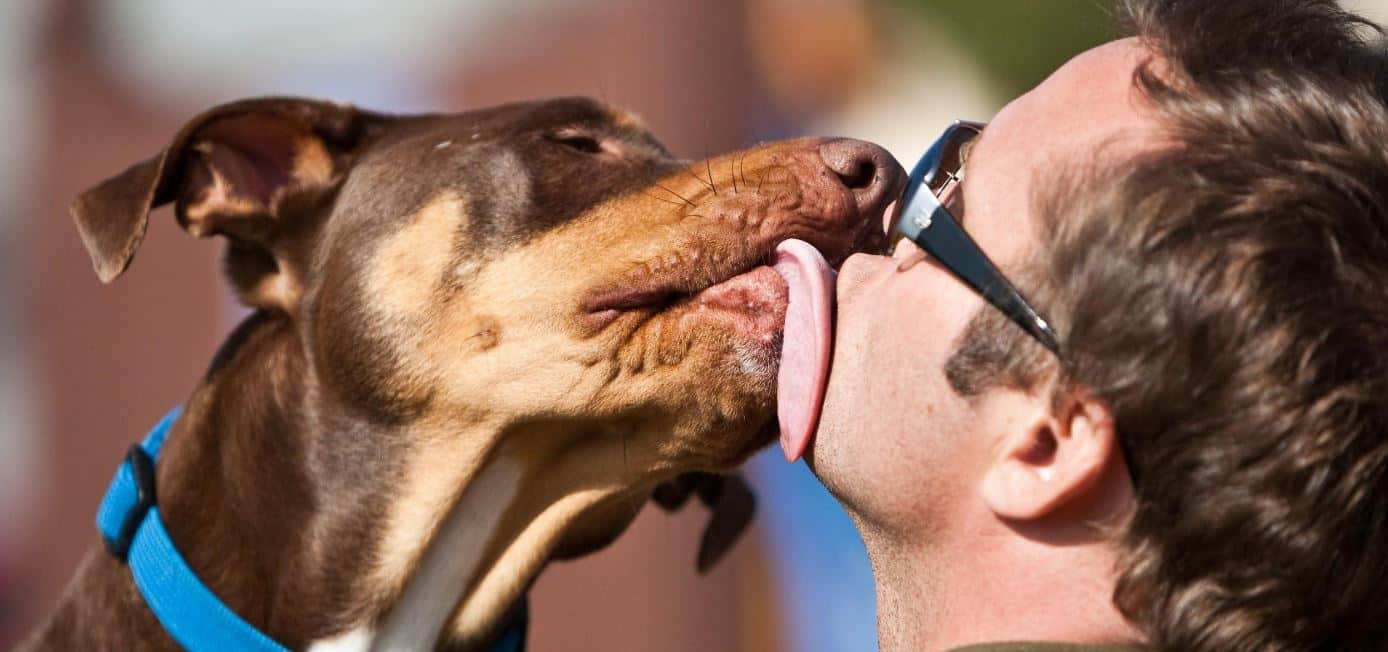 Lick me Dog licks man's face