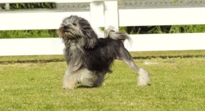 Löwchen 2nd most expensive dog breed: Löwchen