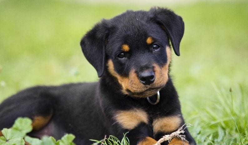 Rottweiler single owner