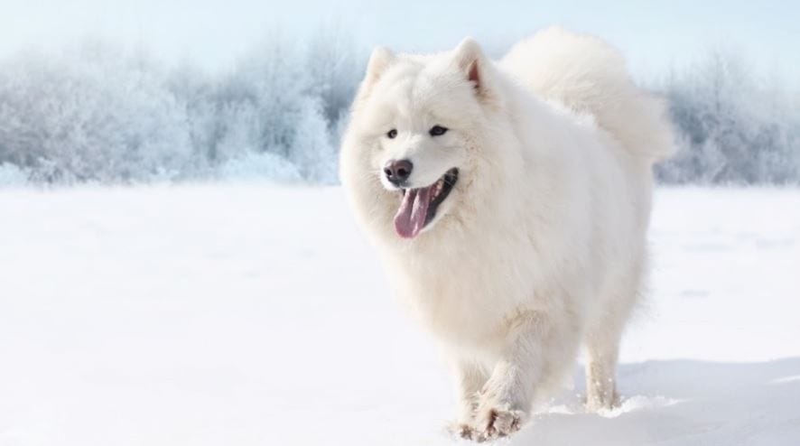 Samoyed The most expensive dog breed: Samoyed