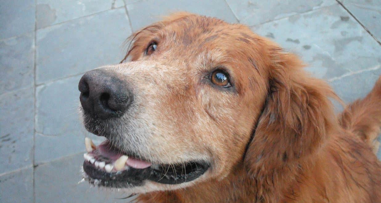Dog stares Brown dog stares at camera