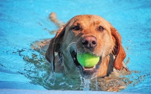 Tennis dog Labrador holds a tennis ball in mouth
