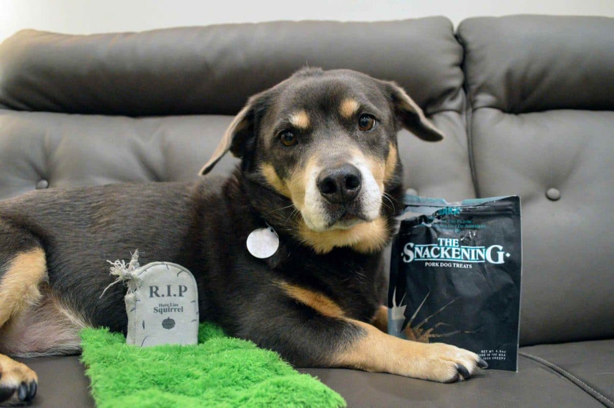 barkbox halloween toys