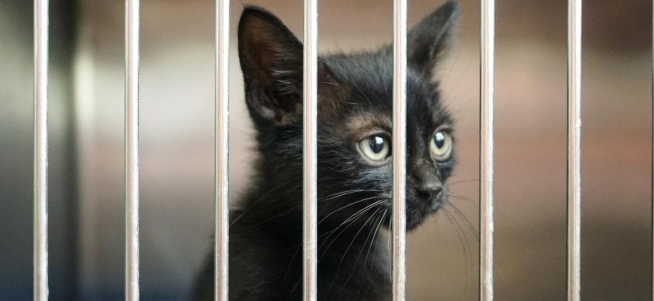 Black cat cage Black cat in cage
