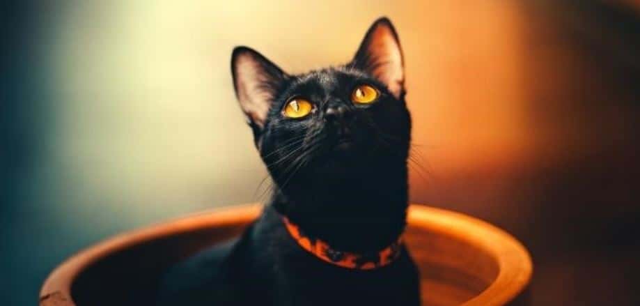 Black cat pot Black cat in pot