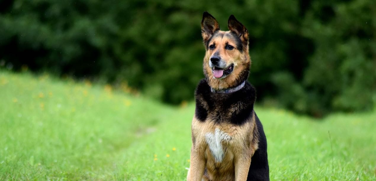 Body language Dog body language to look for