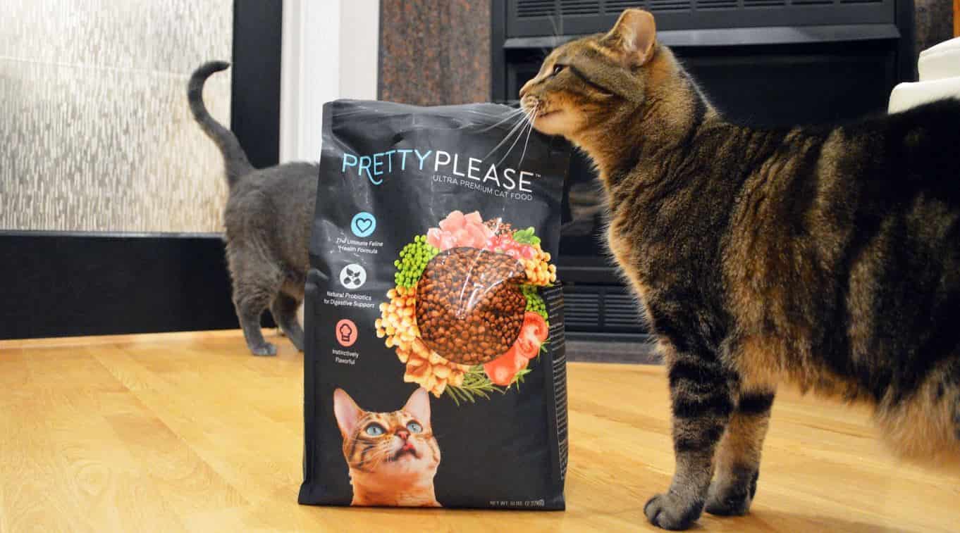 Cat feeds Abigail and Monty try PrettyPlease
