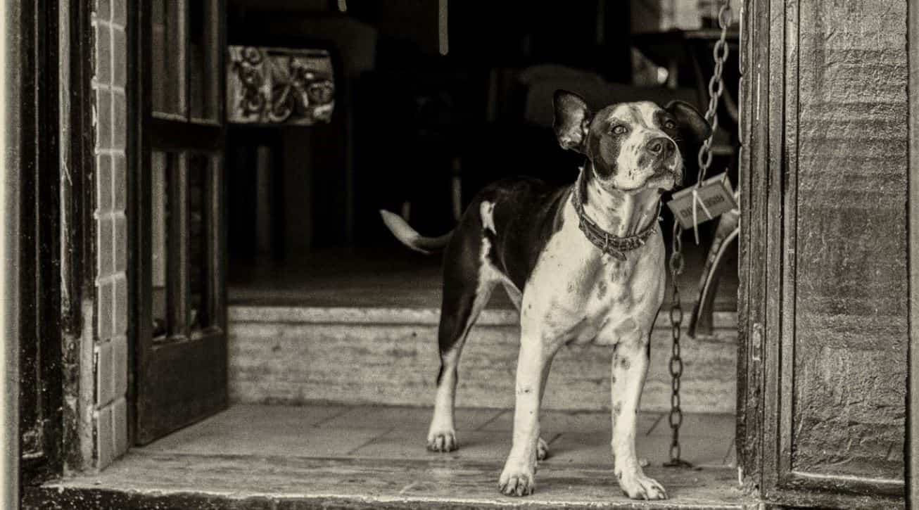 Dog chain Old dog image in black and white