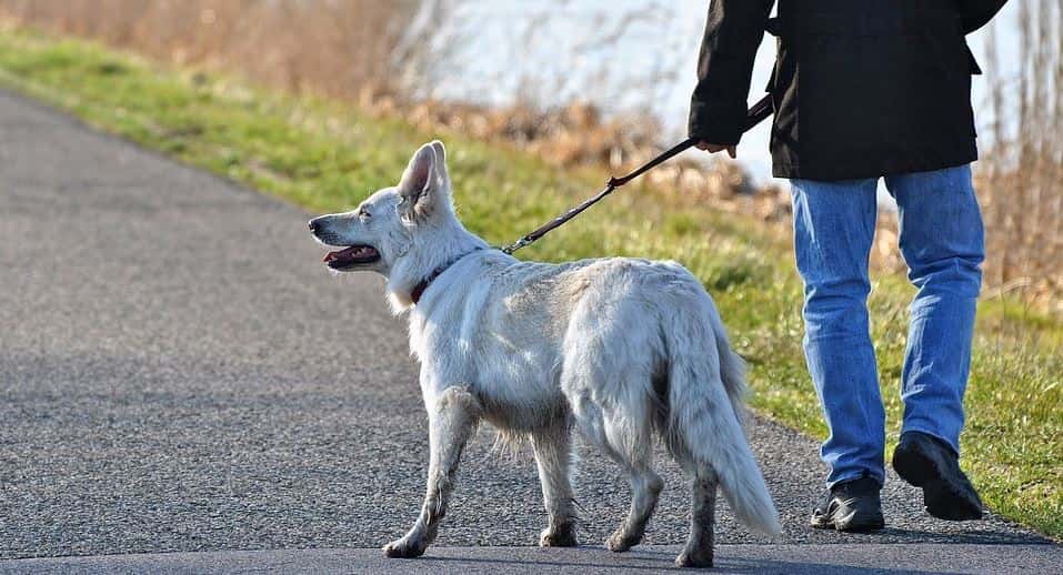 Collar walk Dog owner walk a dog with collar