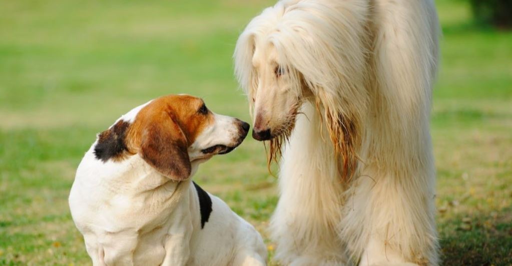 Dog introduction Successful dog introductions