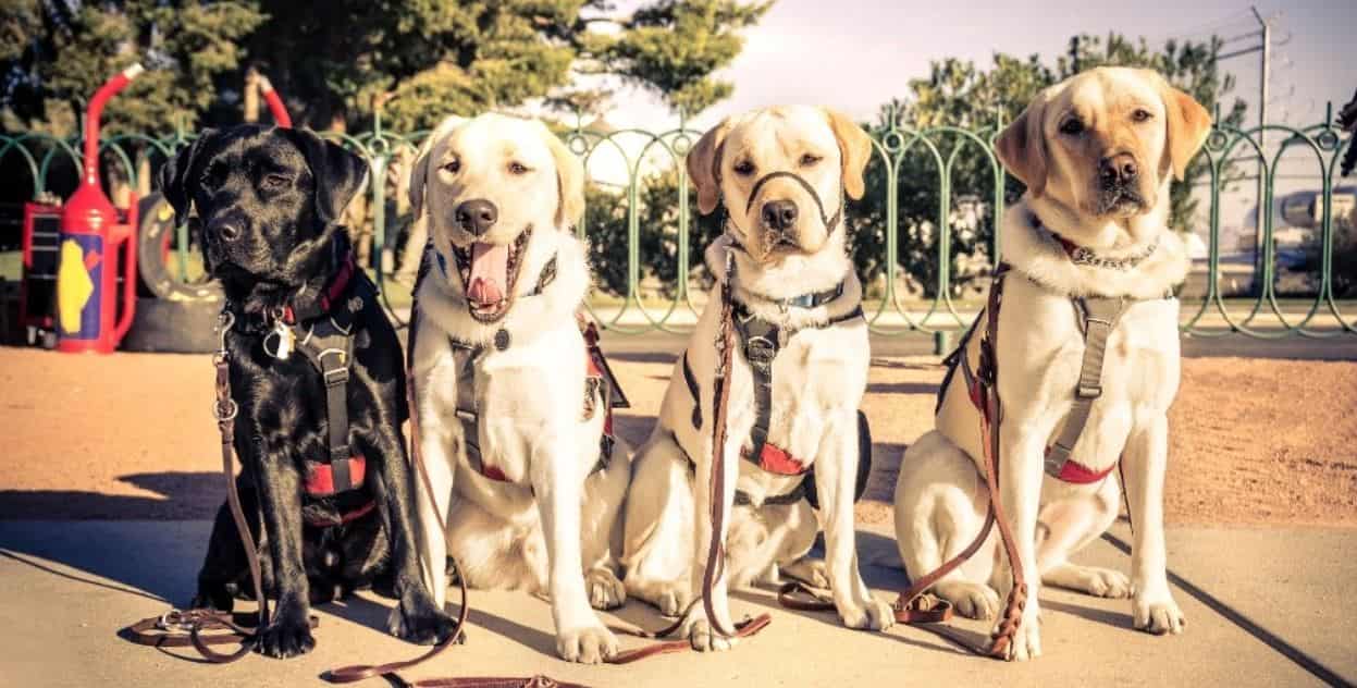 4 guide dogs 4 guide dogs in a row
