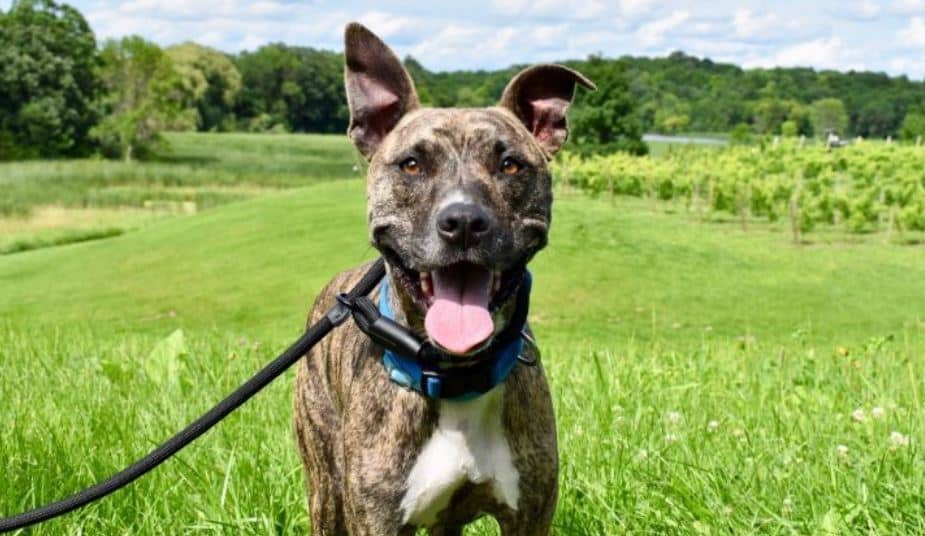 Pit Bull grass Pit Bull on grass land